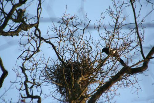 pies 20 février 022.jpg