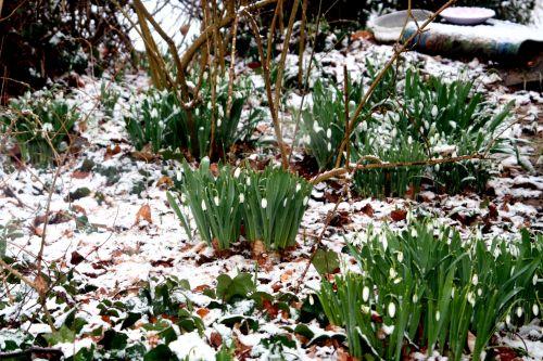 neige elwesii 20 février 004.jpg