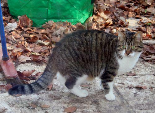 chat gr 27 janvier 084.jpg