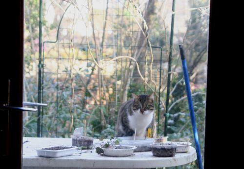 chat gr27 janvier 085.jpg