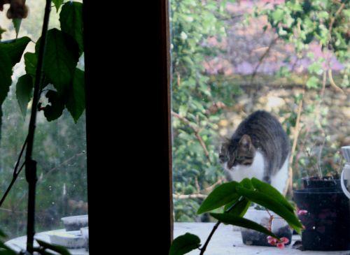 chat gr 27 janvier 089.jpg