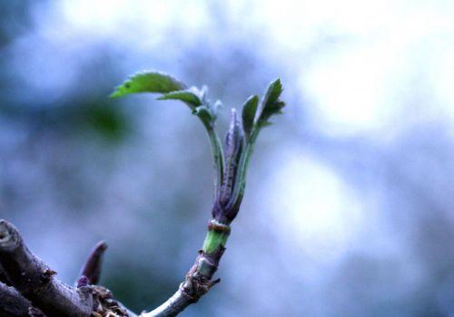 nigra 3 février 023.jpg