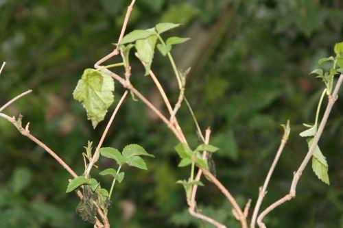 pyramidalis 3 février 011.jpg