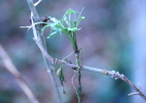 heterophylla veneux 6 février 026.jpg
