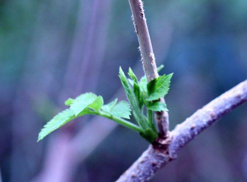 palmensis jeune 3 février 025.jpg
