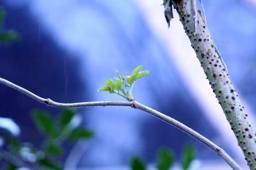 palmensis 6 février 012.jpg