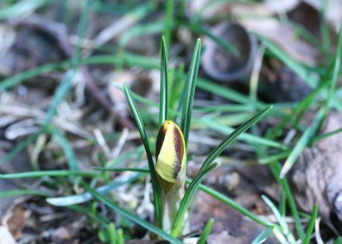 crocus veneux 4 février 021.jpg