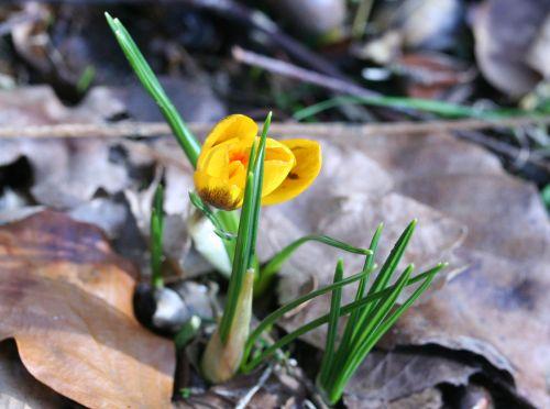 crocus veneux 4 février 022.jpg