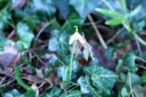 nivalis veneux 4 février 027.jpg