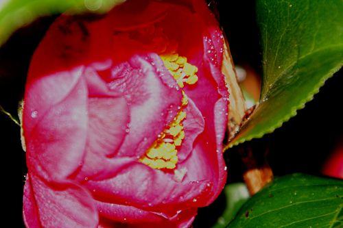 dr king p 2 février 024.jpg