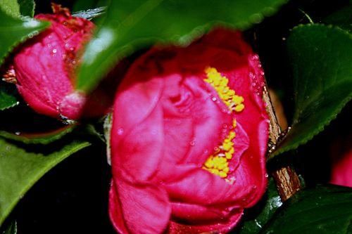 dr king pp 2 février 025.jpg