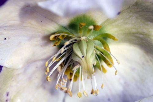 hellebore noire coeur 30 janvier 014.jpg