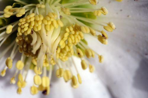 hellebore noire coeur etamines 30 janvier 010.jpg