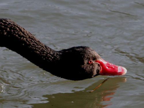 cygne noir tête 27 janvier 079.jpg