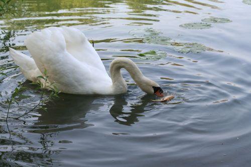 cygne Trifouilly 2 mai 025.jpg