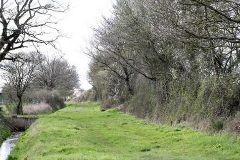 Le petit chemin  qui sent bon le printemps.