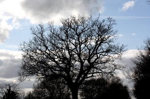 Le petit chemin  qui sent bon le printemps.