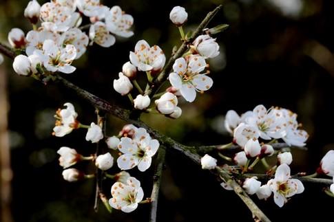 Le petit chemin  qui sent bon le printemps.