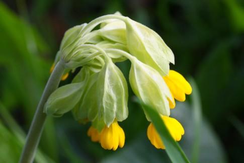 Le petit chemin  qui sent bon le printemps.
