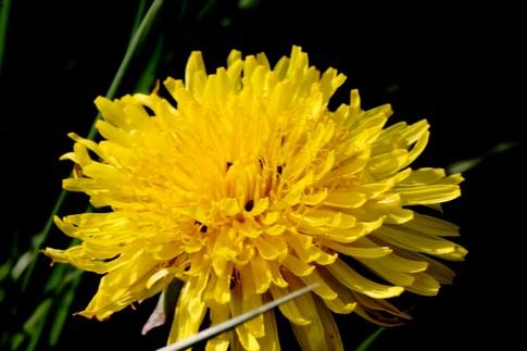 Le petit chemin  qui sent bon le printemps.