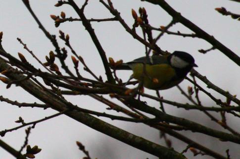 Le petit chemin  qui sent bon le printemps.