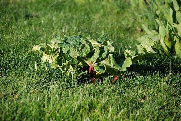 rhubarbe