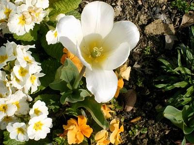 VU D'ICI et d'une certaine manière