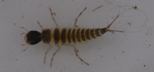 larve Dytiscidae