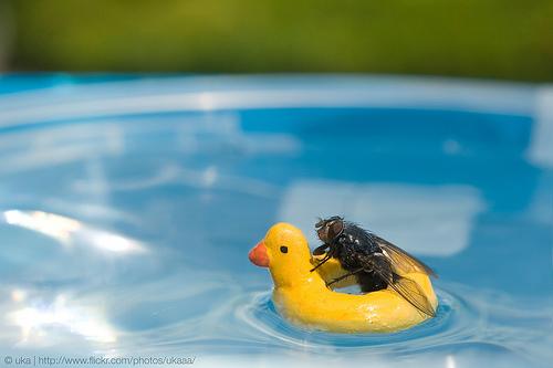 The Adventures Of Mr. Fly