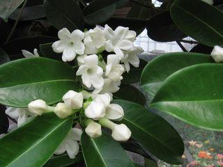 Stephanotis-detail