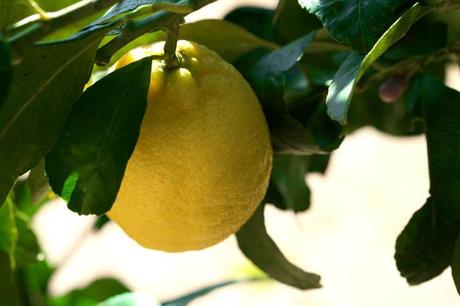 レモン Sitron limón