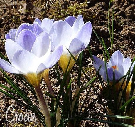 Crocus 2