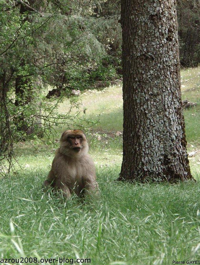 http://a21.idata.over-blog.com/678x900/1/97/40/70/macaques_Barbarie/macaques-de-Barbarie---2/Ifrane-azrou-macaque.jpg
