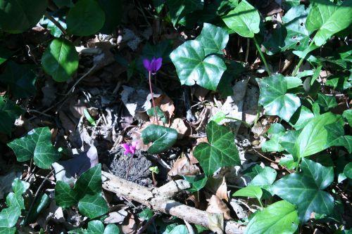 cyclamen ps veneux 9 avril 006.jpg