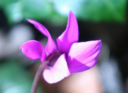 cyclamen ps fleur veneux 9 avril 001.jpg
