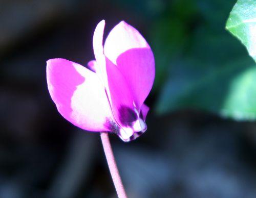 cyclamen ps fleur veneux 9 avril 002.jpg