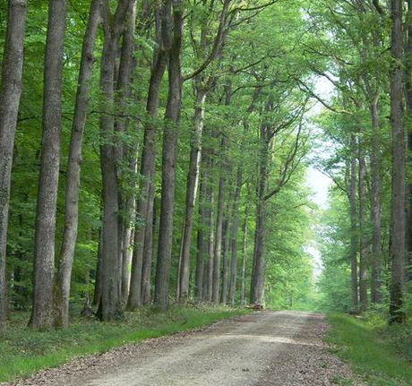 capture de28099ecran 2010 04 10 a 081529 Un nouveau guide des marchés du carbone forestier par lONF