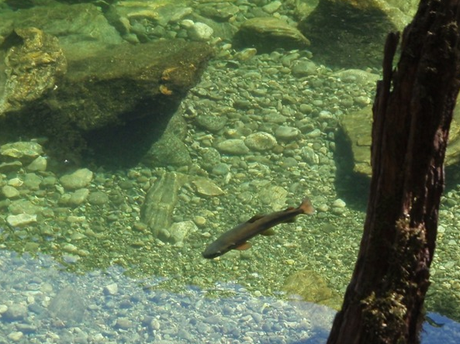 VILMO IN NZ / THE MATAURA,  KIWI MECCA  – INCONTOURNABLE MATAURA