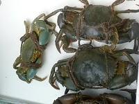 Du côté de Singapre river (en video - 2/3)