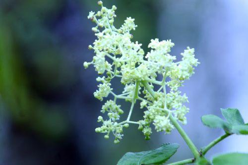 kamtcha veneux 10 avril 027.jpg