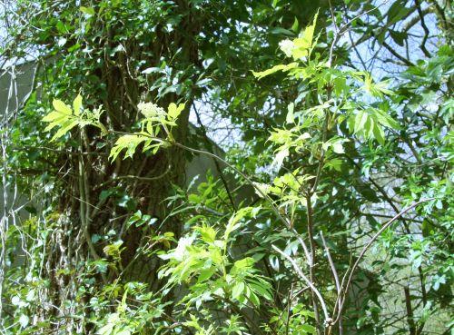 coup de f veneux 10 avril 011.jpg