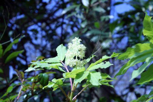 coup de f grappe rosier veneux 10 avril 008.jpg