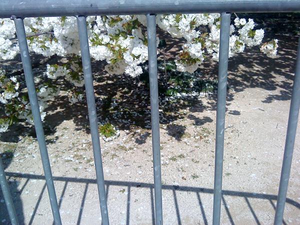 printemps_en_cage
