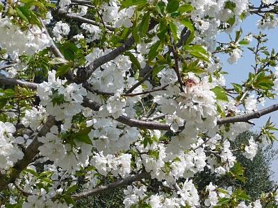 Il parait que c'est le printemps...