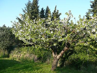 Il parait que c'est le printemps...