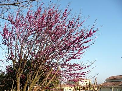 Il parait que c'est le printemps...