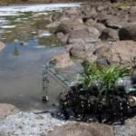 article_040810_rg_cyborgplant_02-300x199 roboplante