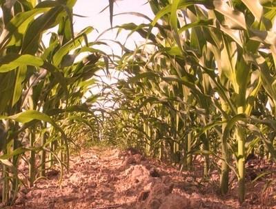 Le Bénin attend toujours son premier verre de biocarburant