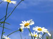 Contempler l’azur (Guillevic)