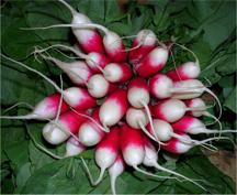 L’histoire du radis : avertissement